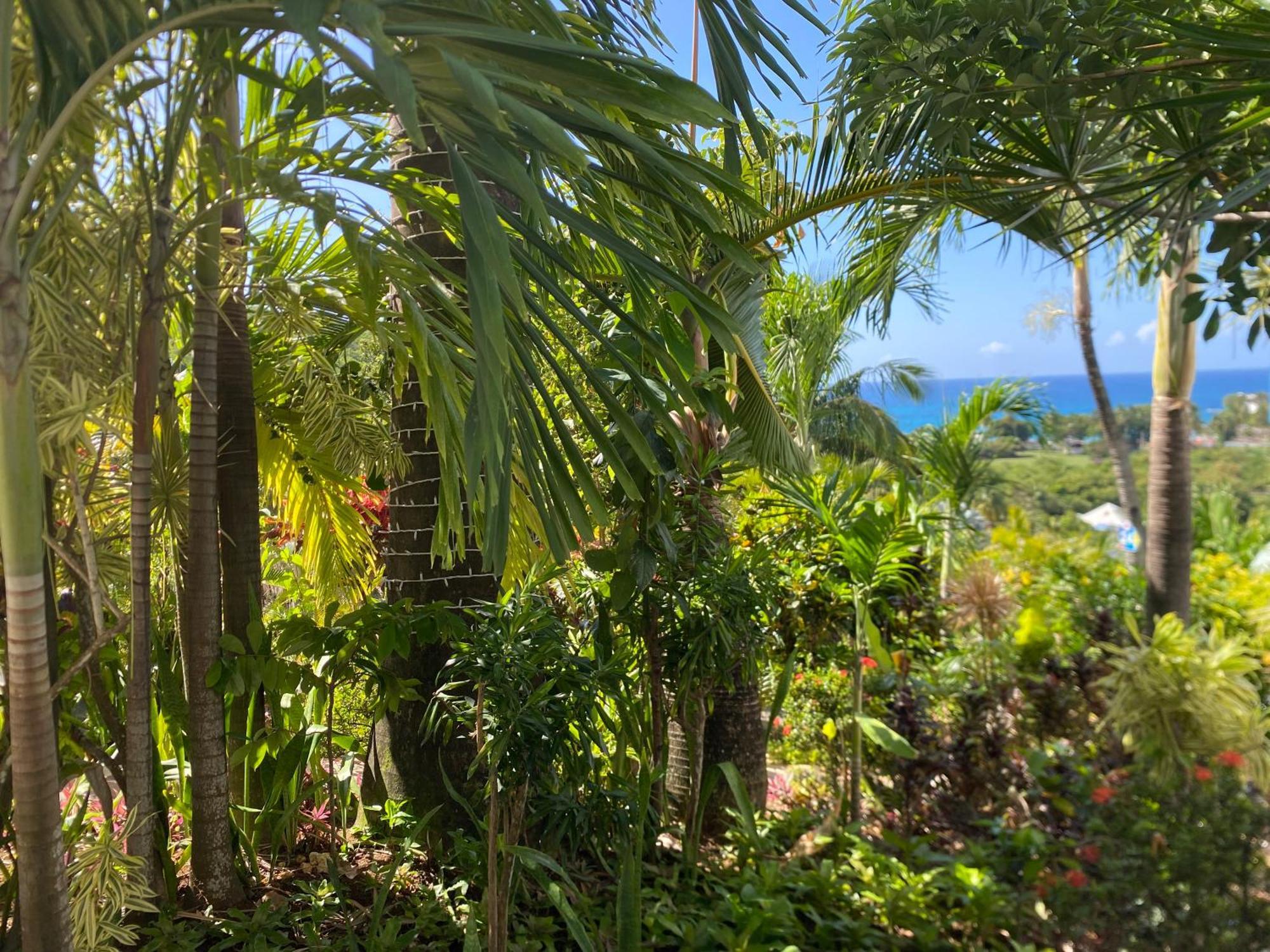 Residence Caraibes Bonheur Deshaies Eksteriør billede